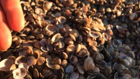 Vongole morte e Manuel Guidotti