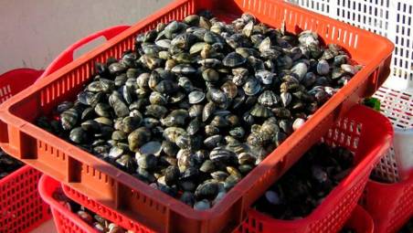La Romagna difende le sue vongole, tra specie aliene e acque “tropicali”
