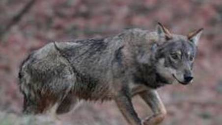 Lupi a Ravenna e dintorni, sono una trentina, avvistamenti e razzie