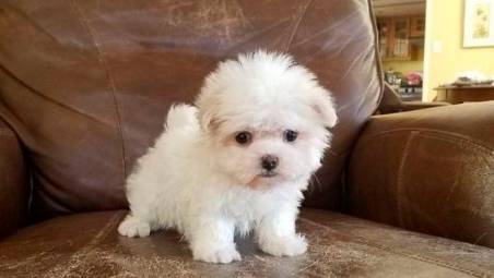 Ravenna, compra un cane e scopre che è sotto sequestro. Ventisettenne a processo