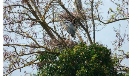 La garzaia dell’ex Eridania
