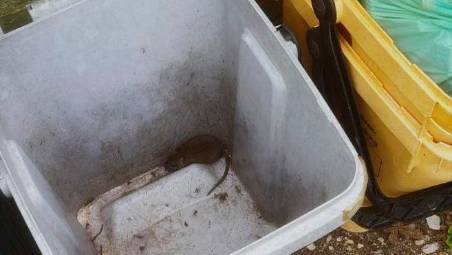 Faenza, allarme: “Sempre più topi in città”