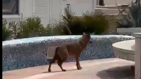 Il lupo immortalato in zona mare