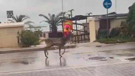 Il cervo ripreso in zona Bellaria