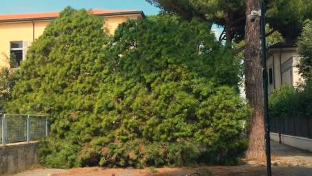 Cervia. Crolla un pino secolare davanti alla scuola elementare
