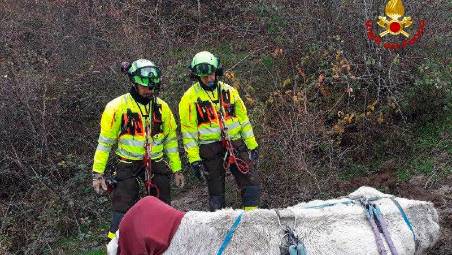 Faenza, mucca intrappolata e salvata in elicottero dai Vigili del Fuoco