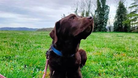Murdoch, il cane della squadra cinofila della Protezione civile, avvelenato