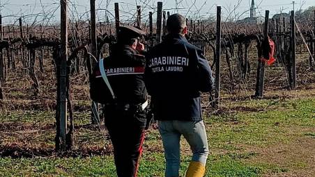 Forlì-Cesena, lavoro nero nelle aziende agricole: sospese tre attività, multe per oltre 80mila euro