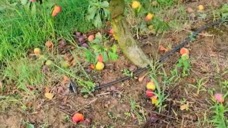 Grandine e vento in Romagna, danni alle colture tra Brisighella e Modigliana
