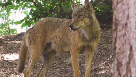 Enpa contro Lollobrigida: “Uccidere i lupi non risolve il problema”