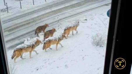 Lupi a San Clemente (Rn) poche settimane fa