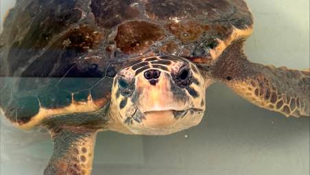 Emilia-Romagna, ogni anno salvate 200 tartarughe marine