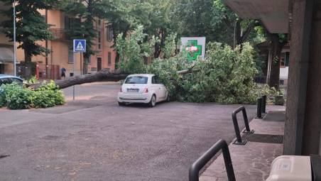 L’albero caduto su un’auto parcheggiata in via Andrea Costa