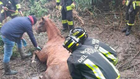Roncofreddo, cavallo nel fango salvato con l’elicottero VIDEO