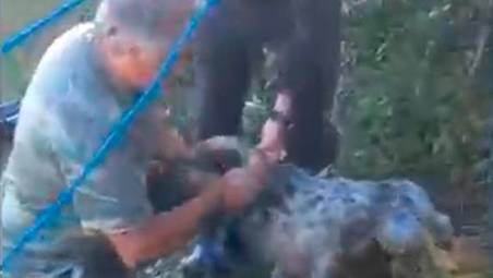 Novafeltria, cane da caccia cade in un pozzo: salvato dai vigili del fuoco VIDEO