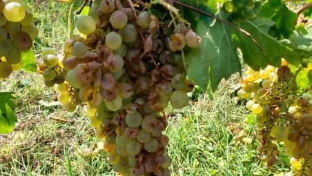 Grandine e vento in Romagna: danni alle vigne, ai frutteti e alle strutture agricole