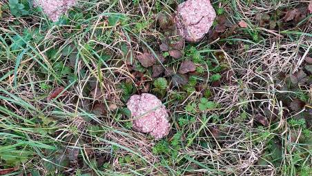 Le nuove esche avvelenate