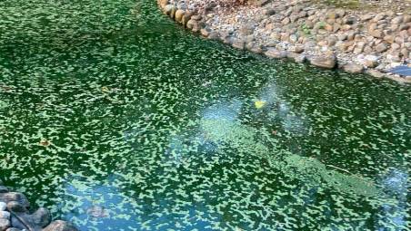 La situazione dell’acqua dei laghetti fotografata dal Comitato Amici del Parco delle Acque