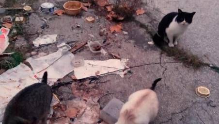 I gatti nella caserma Giulio Cesare