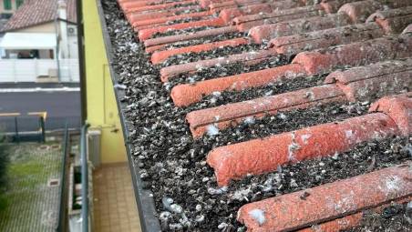 Il guano dei piccioni su un tetto a Capanni