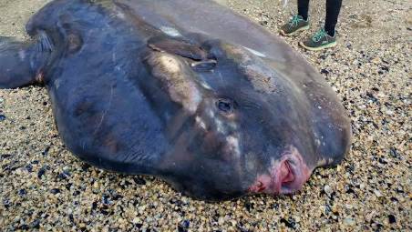 Il pesce luna ritrovato questa mattina a Marina di Ravenna nei pressi della diga