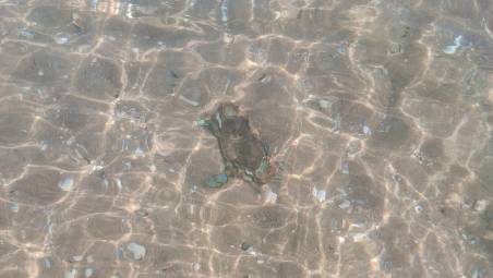 Ravenna, invasione di granchi blu sulle spiagge di Marina e Punta