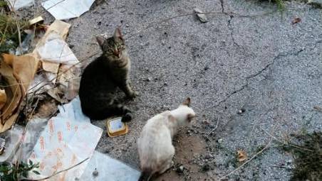 Alcuni dei gatti che vivono nella ex Caserma Giulio Cesare