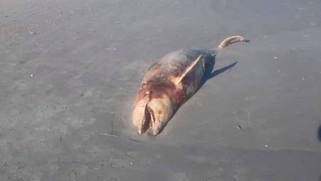 La mareggiata trascina sulla spiaggia di Bellaria Igea Marina la carcassa di un delfino