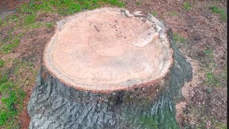 Imola, “Alberi tagliati in città autentico scempio ambientale”