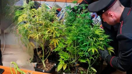 Roncofreddo, soccorrono una donna che ha un malore e scoprono le piante di marijuana del figlio