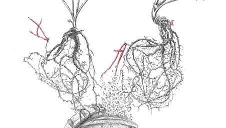 Ravenna Festival 2026: ecco il libro-guida del programma con le immagini di Mariella Busi De Logu