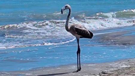 Il fenicottero sulla spiaggia