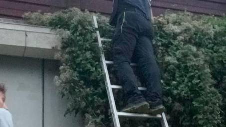 Rimini. Gattino bloccato in autostrada salvato dopo 5 giorni