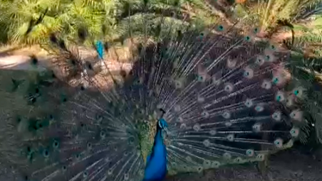 Ravenna, “non toccate i pavoni di Punta Marina”: riecco il mailbombing degli amanti degli animali