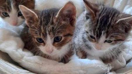 Tre gattini abbandonati al cimitero di Montiano