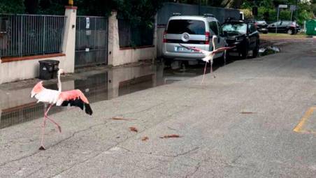 Il maltempo in Romagna disorienta i fenicotteri: diversi esemplari spaesati per le strade di Marina Romea e Marina di Ravenna
