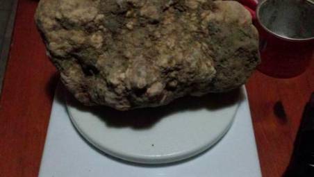 Tartufo da record raccolto nell’Appennino forlivese: 612 grammi