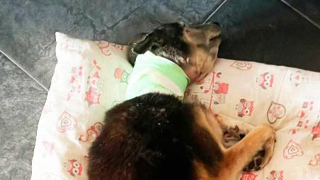 Il cane azzannato dopo le cure