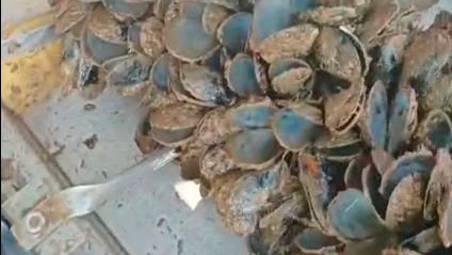 Cesenatico, la misteriosa moria dopo le vongole colpisce anche le cozze