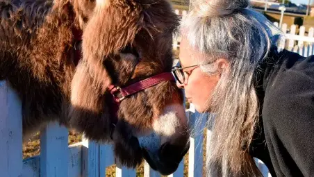 Cesenatico, centinaia di donazioni online per l’asina Frida: “I costi sono altissimi, da soli non riusciamo a curarla”