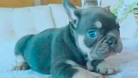 Ravenna, traffico illegale di cuccioli blu: 5 imputati rinviati a giudizio