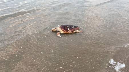 La tartaruga trovata morta a riva
