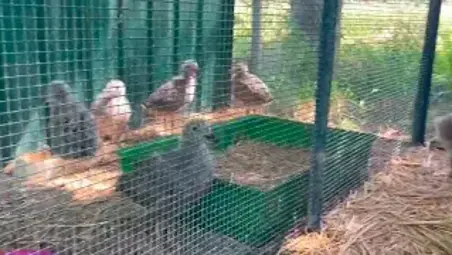 Rimini, “chi si lamenta dei versi degli animali, perché non va a vivere in un parcheggio sotterraneo?” VIDEO