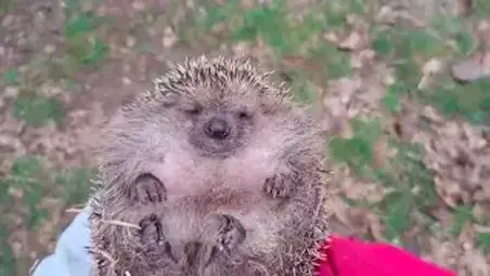 “È ora di liberare i ricci che hanno svernato qui”: il tenero video del Cras Rimini