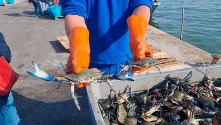 Marina di Ravenna, il granchio blu diventa farina per mangimi