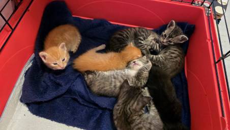 I sette gattini che ora la volontaria ha in casa