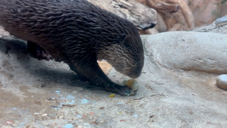 Cattolica, per Pasqua le lontre giocano alla caccia all’uovo di quaglia VIDEO