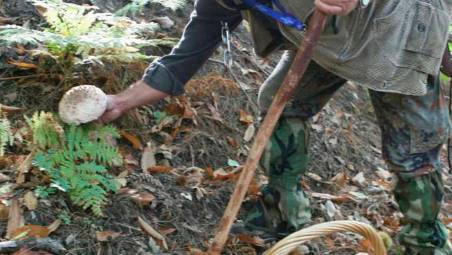 San Marino, conoscere i funghi: l’Ispettorato Micologico riapre giovedì 4 settembre