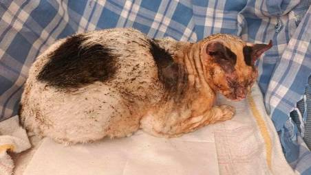 Faenza, fuoco al gatto cosparso di vodka: l’associazione animali sporge denuncia