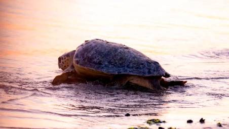 Foto Camilla Tombari - Video Fondazione Cetacea